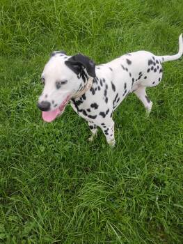 Sherman-Fairmont, WV -  Dalmatian Dog for Adoption in San Diego, California - Sherman-Fairmont, WV | PetCurious