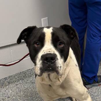 Niner -  Mixed Breed Dog for Adoption in Greenville, South Carolina - Niner | PetCurious
