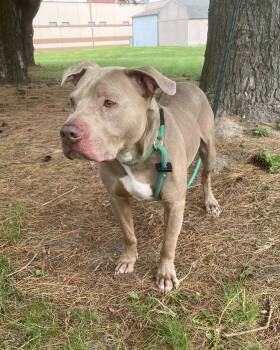 Pit Bull Terrier Dogs Available for Adoption in Springfield, Illinois - Echo | PetCurious