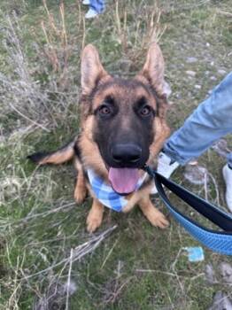 Rescue German Shepherd Dog and Mixed Breed Dogs for Adoption in Moses Lake, Washington - Peppercorn | PetCurious