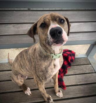 Beagle Dogs Available for Adoption - Petunia | PetCurious