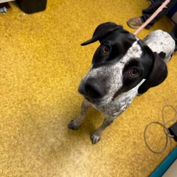 Snowy -  Pointer Dog for Adoption in Wahiawa, Hawaii - Snowy | PetCurious