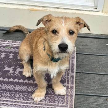 Tail Wagging Taca -  Terrier Dog for Adoption in Reston, Virginia - Tail Wagging Taca | PetCurious