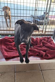 Rescue Black Labrador Retriever and Terrier Dogs for Adoption in Stanton, Kentucky - Camille | PetCurious