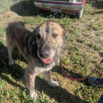 Cooper -  Great Pyrenees and Anatolian Shepherd Dog for Adoption in Rexburg, Idaho - Cooper | PetCurious