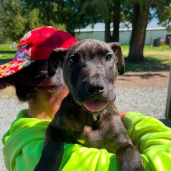 Gerard -  Pit Bull Terrier Dog Available for Adoption in Port Angeles, Washington - Gerard | PetCurious