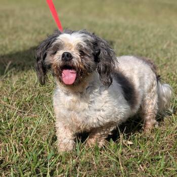 Rescue Shih Tzu and Mixed Breed Dogs for Adoption in Tyrone, Georgia - Gramps 09-3033 | PetCurious
