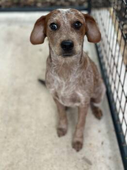 Australian Cattle Dog Blue Heeler Dogs Available for Adoption in Norfolk, Massachusetts - Frankie | PetCurious