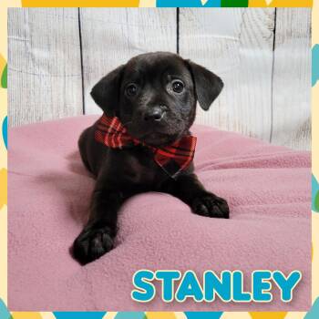 Rescue Mixed Breed Dogs for Adoption in Daingerfield, Texas - Stanley | PetCurious