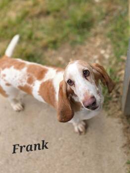 Frank -  Basset Hound Dog for Adoption in Brookville, Ohio - Frank | PetCurious