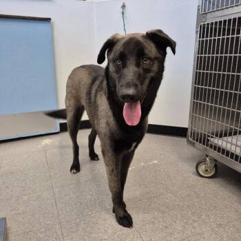 Biscayne 26-07-132 -  Anatolian Shepherd Dog for Adoption in Bastrop, Texas - Biscayne 26-07-132 | PetCurious
