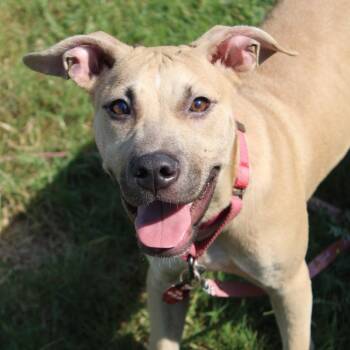 McConaughey -  Black Mouth Cur and Retriever Dog for Adoption in Cleveland, Mississippi - McConaughey | PetCurious