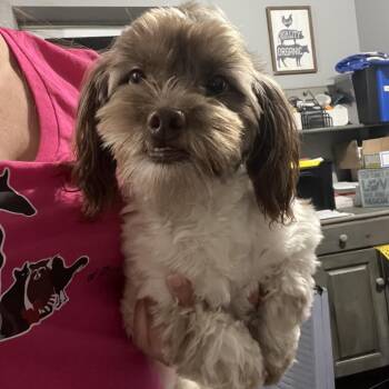 Winston -  Shih Tzu and Mixed Breed Dog for Adoption in Wappingers Falls, New York - Winston | PetCurious