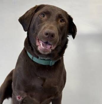 Jill -  Labrador Retriever and Mixed Breed Dog for Adoption in Gwinn, Michigan - Jill | PetCurious