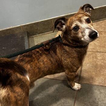 Mr. Grey -  Mixed Breed Dog for Adoption in Chattanooga, Tennessee - Mr. Grey | PetCurious