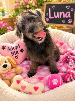 Luna -  Terrier and Poodle Dog for Adoption in San Tan Valley, Arizona - Luna | PetCurious