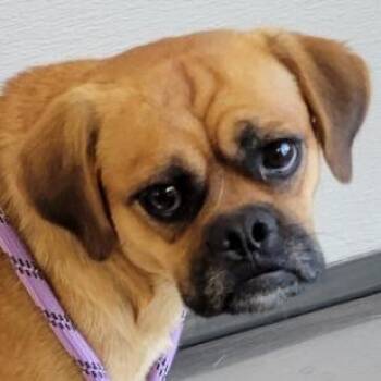 110361 -  Mixed Breed Dog for Adoption in Las Cruces, New Mexico - 110361 | PetCurious
