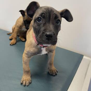 French Bulldog and Shepherd Dogs Available for Adoption - Janet Jackson - Diva Puppies | PetCurious