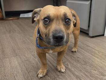 GUS -  Terrier and Mixed Breed Dog for Adoption in Martinez, California - GUS | PetCurious