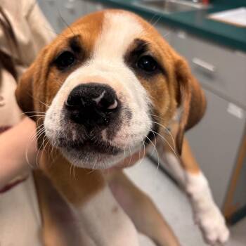 Husky and Mixed Breed Dogs Available for Adoption in Lenexa, Kansas - Blue | PetCurious