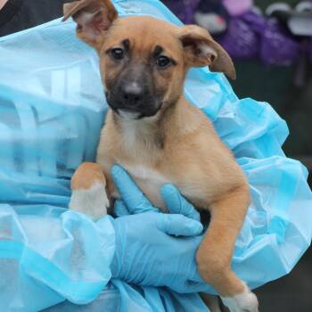 German Shepherd Dog and Terrier Dogs Available for Adoption in Lemont, Illinois - Poppy | PetCurious