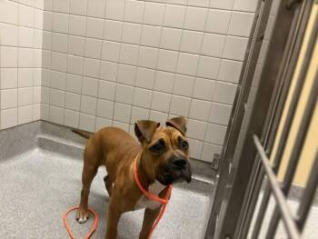 Boxer and Mixed Breed Dogs Available for Adoption in Tustin, California - ABBY | PetCurious