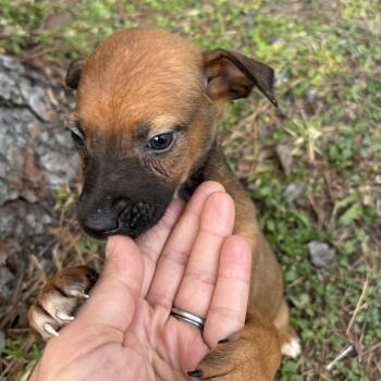Foxhound Dogs Available for Adoption - Doe | PetCurious