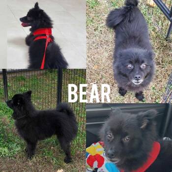 Rescue Pomeranian Dogs for Adoption in Harrington, Delaware - Bear | PetCurious