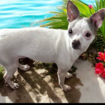 Rescue Chihuahua Dogs for Adoption in Hudson, Illinois - Lucy | PetCurious