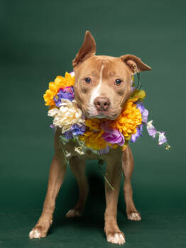 Rescue Pit Bull Terrier and Mixed Breed Dogs for Adoption in Atlanta, Georgia - Reyna | PetCurious