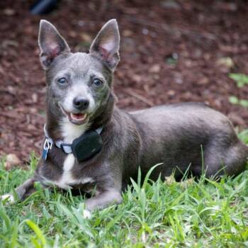 Meemaw -  Chihuahua Dog for Adoption in Hopkinton, Massachusetts - Meemaw | PetCurious