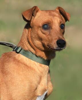 Hound Dogs Available for Adoption in North Fort Myers, Florida - Dixon | PetCurious