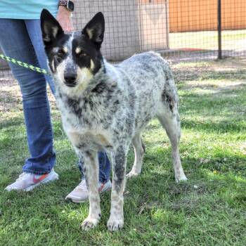 Mitzi -  Mixed Breed Dog for Adoption in Prescott, Arizona - Mitzi | PetCurious