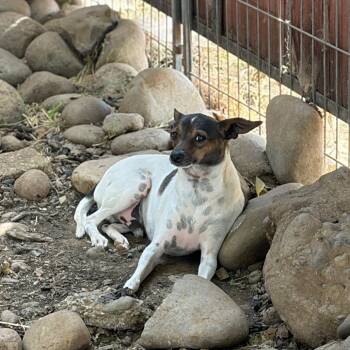 Chopper -  Rat Terrier Dog for Adoption in Chico, California - Chopper | PetCurious