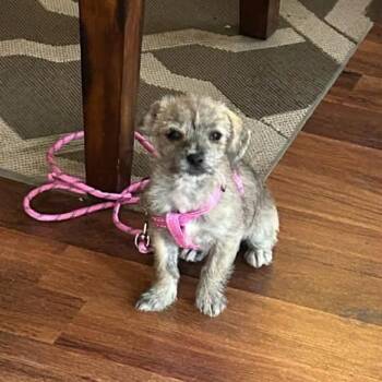 Chihuahua and Terrier Dogs Available for Adoption - Galleta | PetCurious