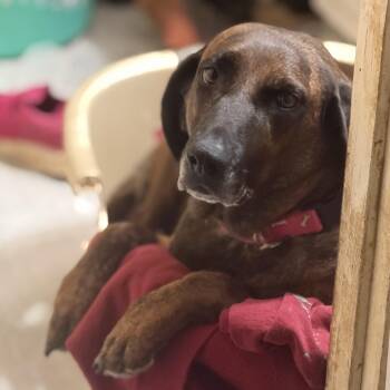 Beaula -  Plott Hound Dog for Adoption in Andover, Massachusetts - Beaula | PetCurious