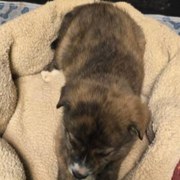 Mixed Breed Dogs Available for Adoption - Stipple | PetCurious