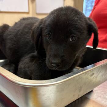 Labrador Retriever Dogs Available for Adoption in Birmingham, Alabama - Meyer | PetCurious