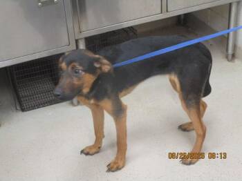 Katherine(57) -  Hound and Labrador Retriever Dog for Adoption in Marietta, Georgia - Katherine(57) | PetCurious