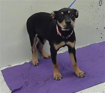 Labrador Retriever and Mixed Breed Dogs Available for Adoption in Houston, Texas - LEELEE | PetCurious