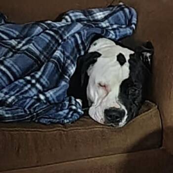 Patch -  Pit Bull Terrier and Mixed Breed Dog for Adoption in St. Peters, Missouri - Patch | PetCurious