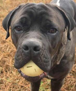 Cane Corso Dogs Available for Adoption in Social Circle, Georgia - Boss | PetCurious