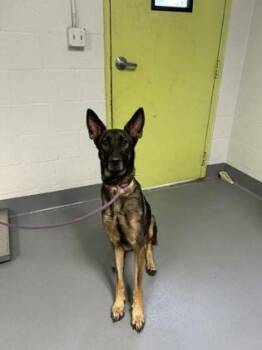 German Shepherd Dog and Mixed Breed Dogs Available for Adoption - Kona - 2 | PetCurious