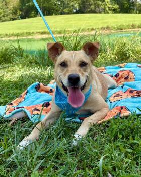 Cookie -  Carolina Dog Dog for Adoption in Pittsboro, North Carolina - Cookie | PetCurious