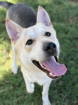 Coco (CP) -  German Shepherd Dog Dog for Adoption in Dallas, Texas - Coco (CP) | PetCurious