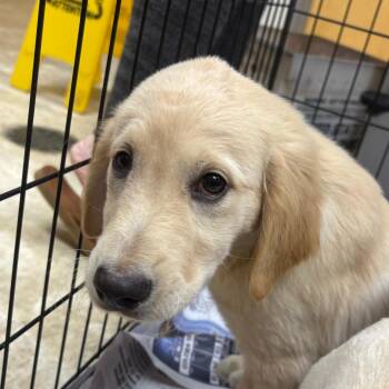 Daffodil- 101902U -  Golden Retriever and Mixed Breed Dog for Adoption in Tupelo, Mississippi - Daffodil- 101902U | PetCurious