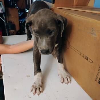 Rescue Boxer and Mixed Breed Dogs for Adoption in Livingston, Texas - Blue | PetCurious