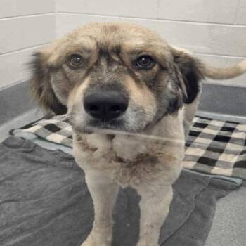 Oso -  Great Pyrenees Dog for Adoption in Indianapolis, Indiana - Oso | PetCurious