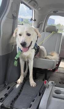 Buddy -  Great Pyrenees and Shepherd Dog for Adoption in Silver Spring, Maryland - Buddy | PetCurious