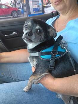 scruffy -  Chihuahua Dog for Adoption in Garland, Texas - Scruffy | PetCurious